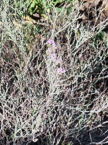 Limonium tuberculatum, photograph 5