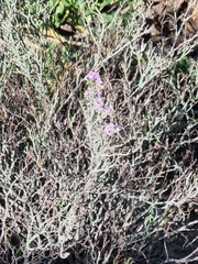 Limonium tuberculatum, photograph (c) Vítor Jorge, some rights reserved (CC BY)