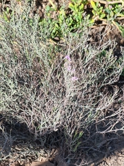 Limonium tuberculatum, photograph (c) Vítor Jorge, some rights reserved (CC BY)