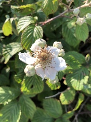 Rubus