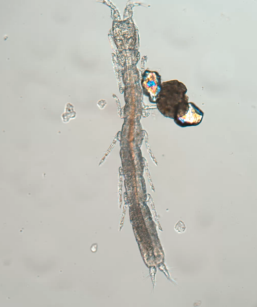 Beach-Cerberuses