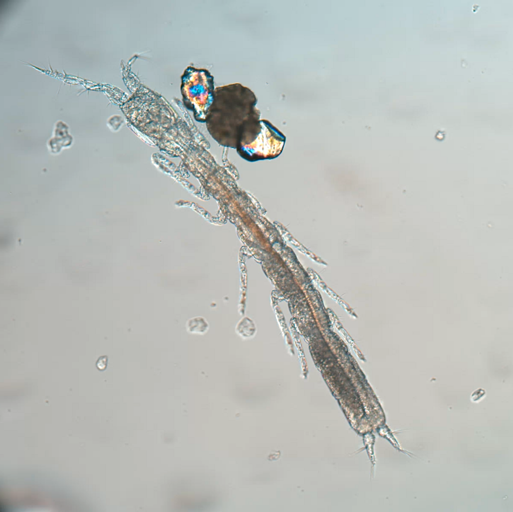 Cerberuses and Pillslaters