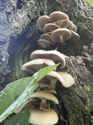 Cyclocybe cylindracea