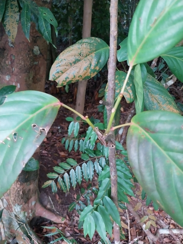 Elaeocarpus petiolatus observed 2024-09-02