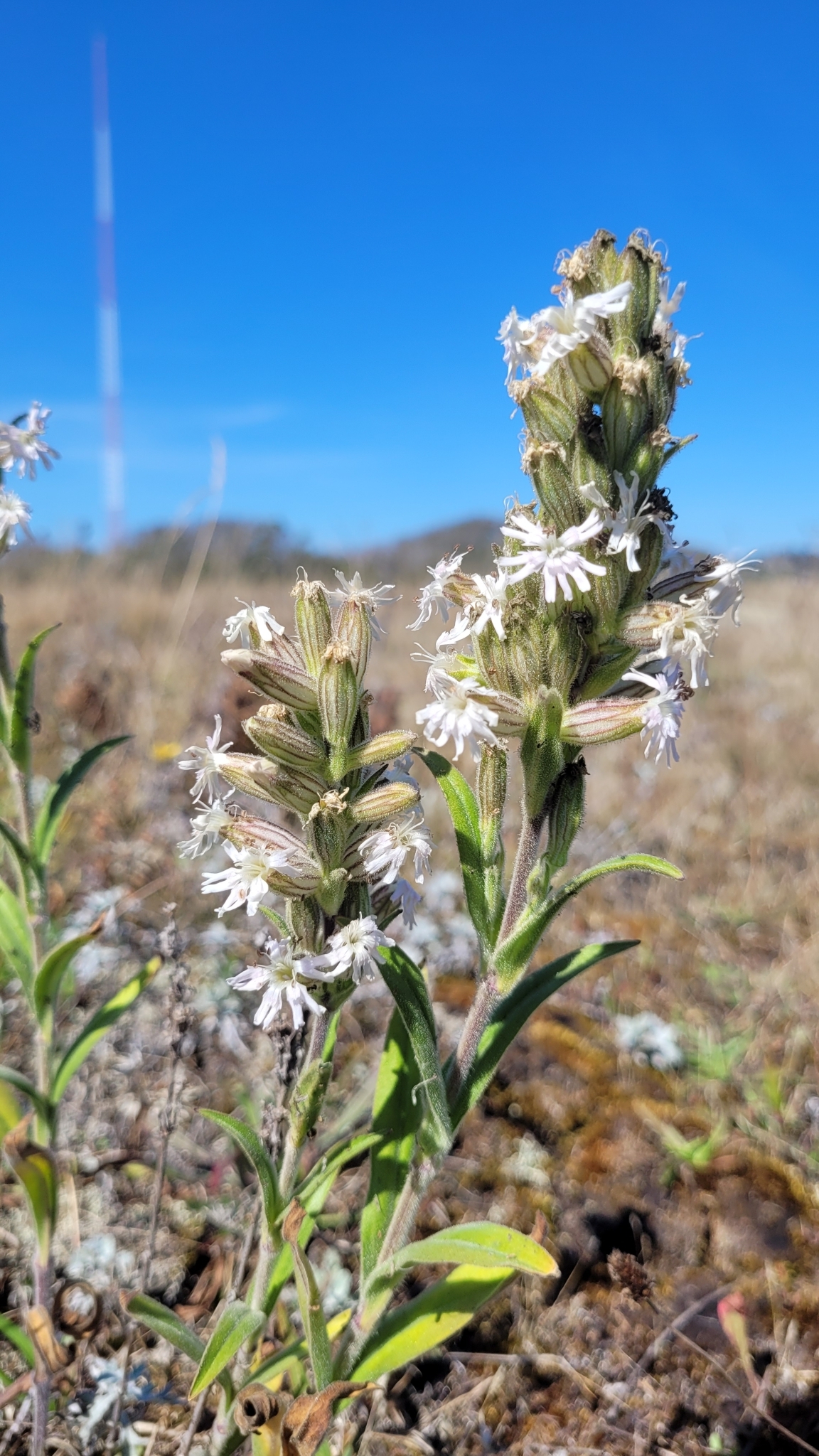 Silene scouleri