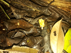 Allobates insperatus