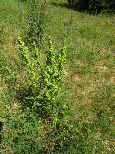 Rauktalapė Rūgštynė