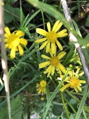Senecio inaequidens