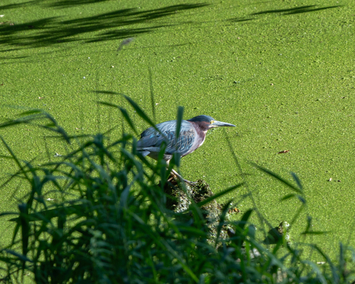 Green Heron photographed in Iowa