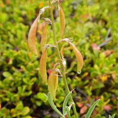 Astragalus australis