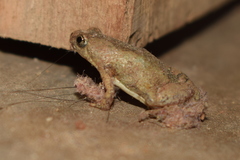 Microhyla nilphamariensis