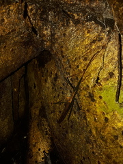 Pseudophasma bispinosum