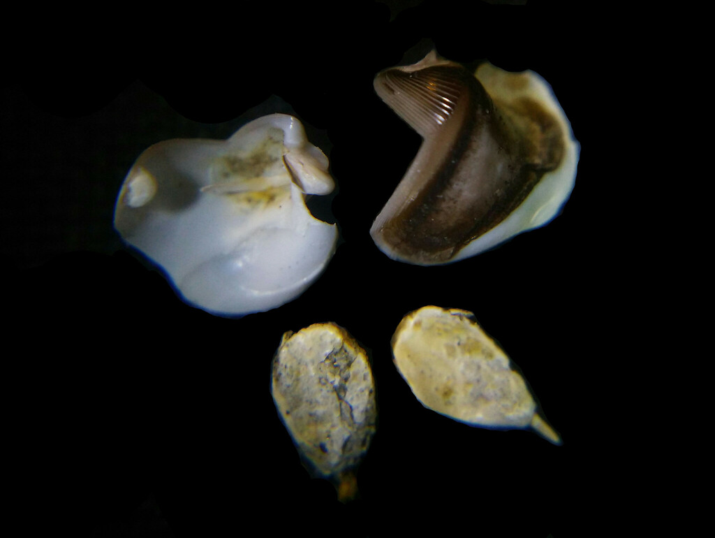 big-ear shipworm