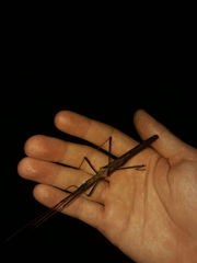 Pseudophasma bispinosum