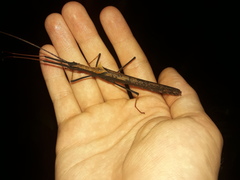 Pseudophasma bispinosum