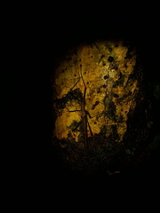 Pseudophasma bispinosum