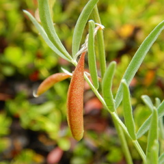 Astragalus australis