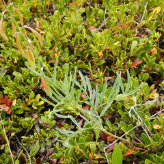 Astragalus australis