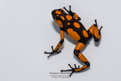Oophaga histrionica
