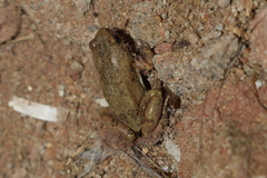 Microhyla nilphamariensis