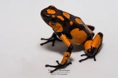 Oophaga histrionica