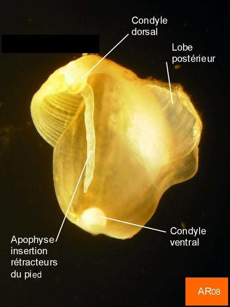 blacktip shipworm