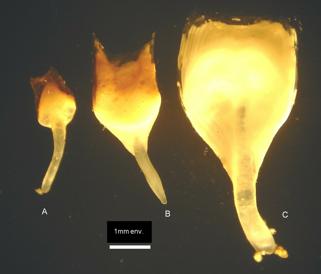 Norway shipworm