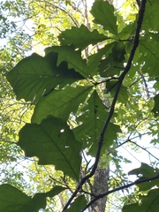 Swamp White Oak (Quercus bicolor)