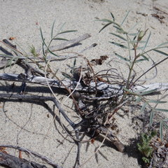 Astragalus australis