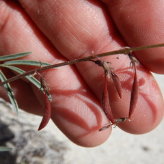 Astragalus australis