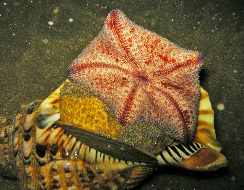 Charonia tritonis observed 2012-04-22