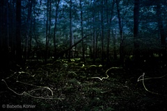 Lamprohiza splendidula