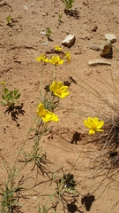 Thelesperma subnudum