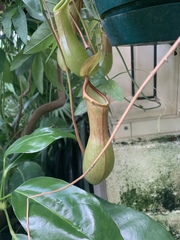 Nepenthes alata × ventricosa