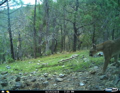 Puma concolor couguar