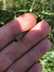 Cichorium intybus