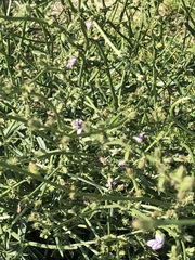 Cichorium intybus