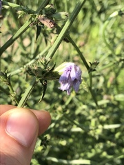 Cichorium intybus
