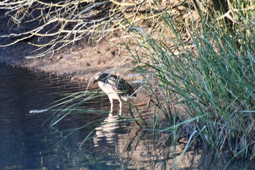 Black-crowned Night Heron photographed in Delaware