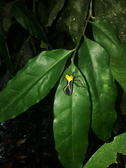 Sundarus