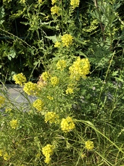 Brassicaceae
