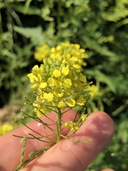 Brassicaceae