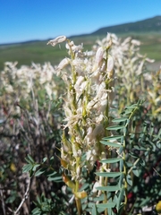 Astragalus pattersonii