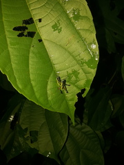 Liebermannacris dorsualis