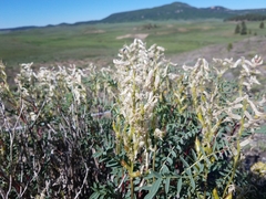 Astragalus pattersonii