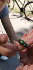 Carabus auratus