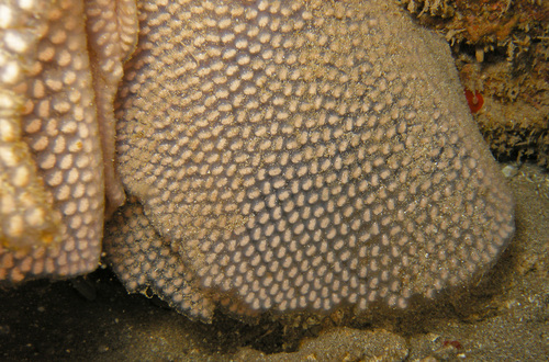 Tonna perdix observed 2014-04-14