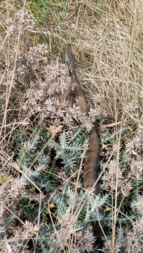 Tiger Snake sighting
