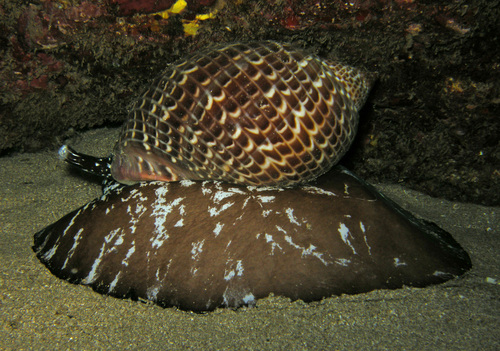 Tonna perdix observed 2014-04-18
