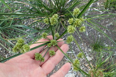 Cyperus entrerianus